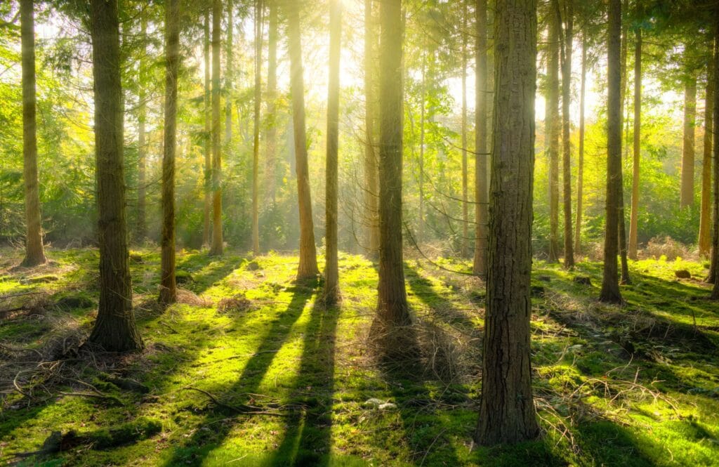 Foret Exemple Hdr Tv